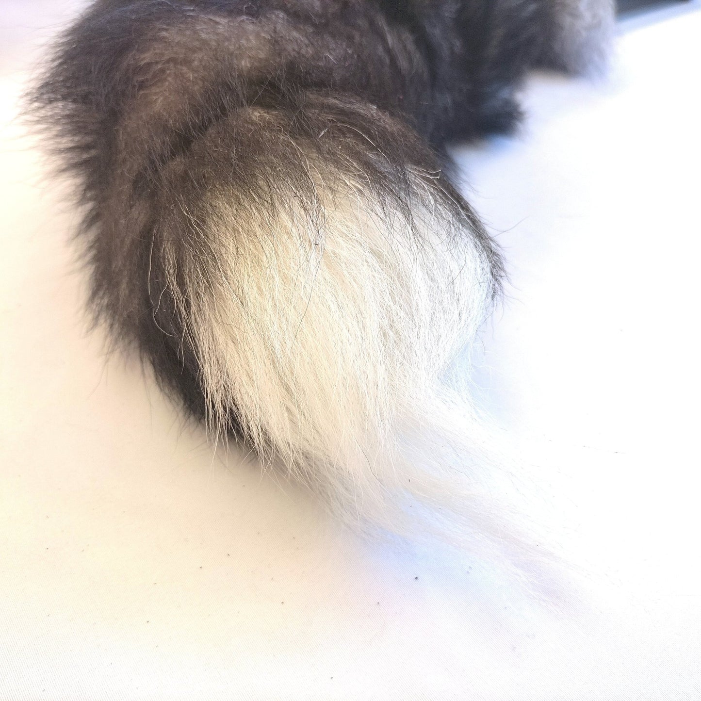 Zilvervosstaart Sensual Play 73cm 320g - Echt Bont Zwart Leer Handvat Handgemaakt - Ticklers - SM - speeltjes